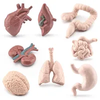 8Pcs Human Torso Body Organ Miniature Anatomy Organs Model Education Montessori Cognitive Toy Kids Boy Girl Collection Figurines 1