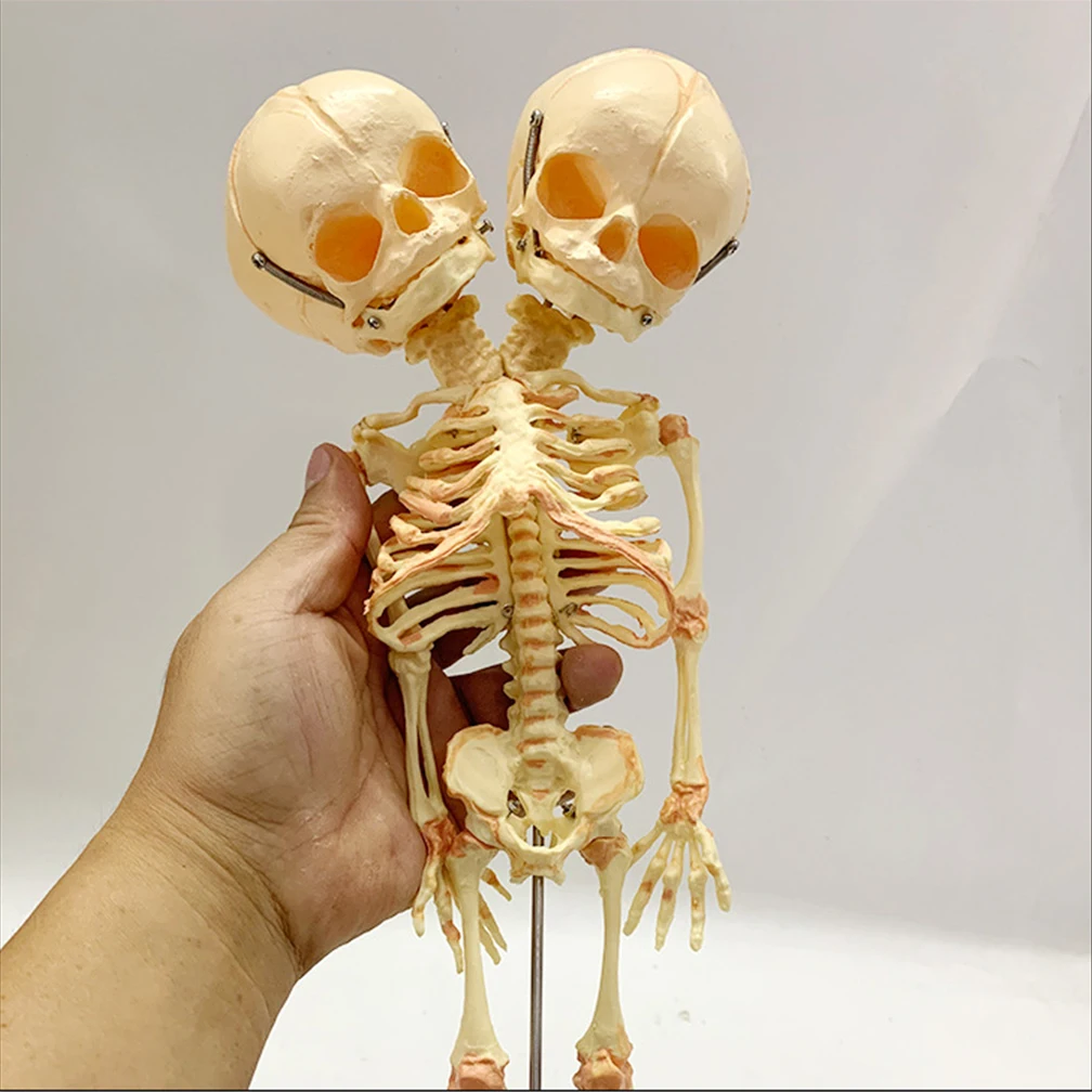 

1:1 Baby Double Head Model Skull Skeleton Human Models Anatomy Display Teaching Study Anatomical Halloween Home Decoration 37CM