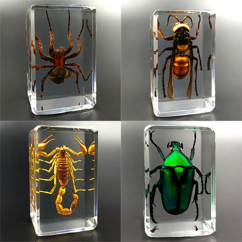 Real Insects Taxidermia Transparent Resin Bugs Creative Tarantula Ornament Kids Educational Science Specimens Observation Toy