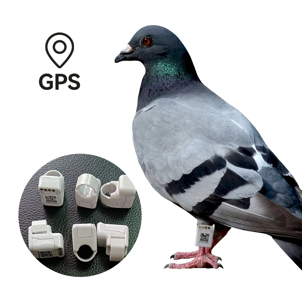 Anneaux Avec Gps Pour Realtime Positioning Pigeon Racing Training