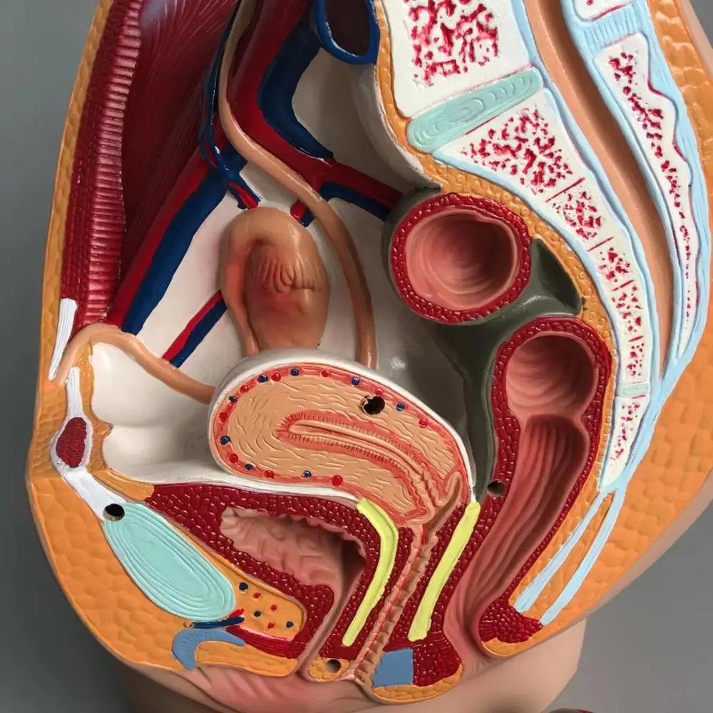 Pelvic Anatomy Section Model 2