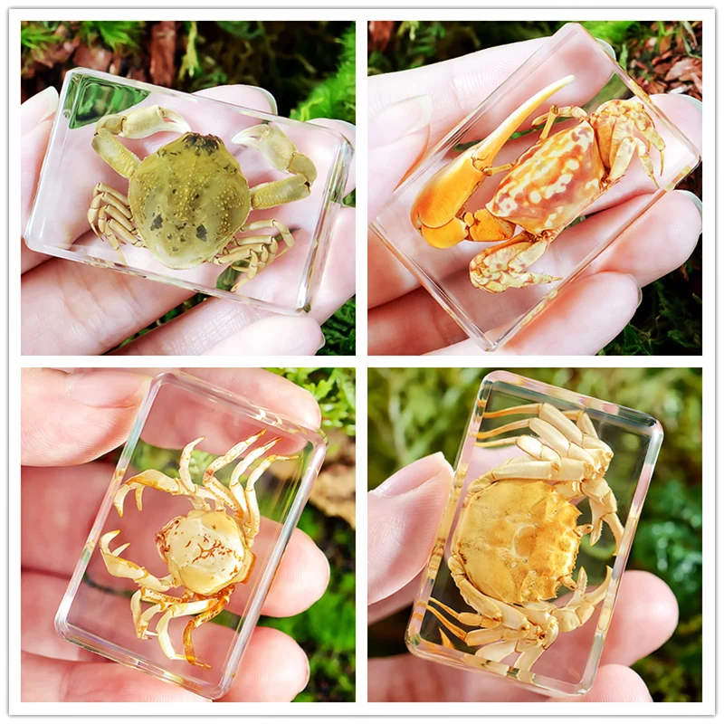 Kindergarten teaching Marine animals Real fish Resin specimen Fish tortoise Crab Amber ornaments home accessories  decor 4