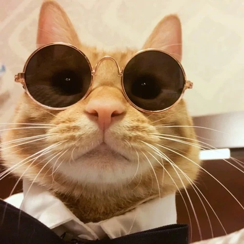 개 고양이 반려동물 선글라스, 사랑스러운 빈티지 라운드 반사 안경, 작은 개 고양이 반려동물 사진 소품 액세서리 3