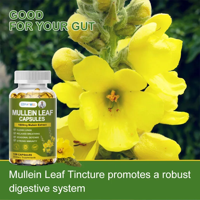 Mullein Leaf Extract Lung Detox Capsules Organic Mullein Extract Capsules Suitable For Lung & Bronchial Cleanse for Smokers Respiratory Health Support Gut Health