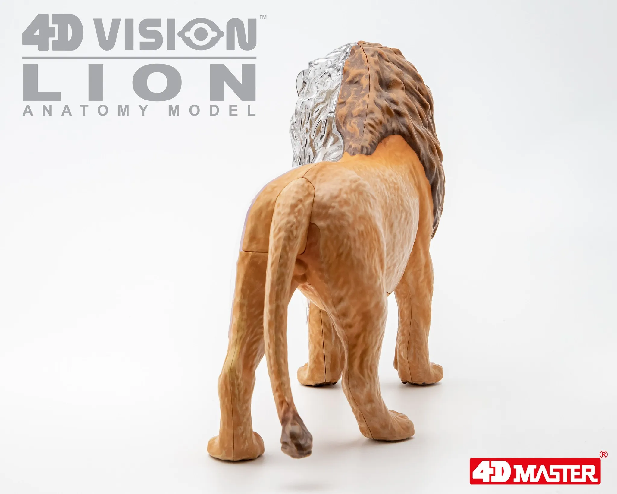 4Dビジョン ライオン 解剖模型 解剖モデル 4D Vision Lion