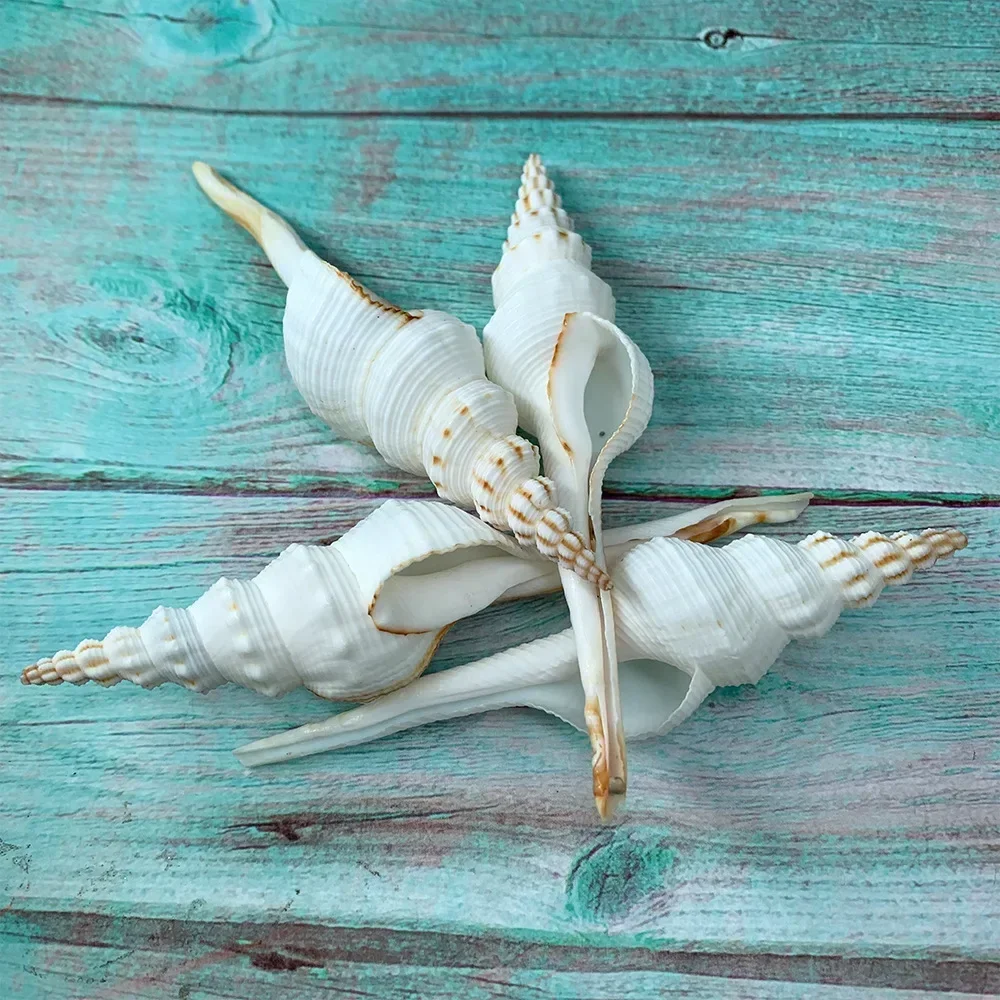 4PCS Natural Shell Ornaments Conch Changting Snail White Fairy Snail Marine Biological Specimen Aquarium Decoration Sea Shells Jewelry DIY natural shell ornaments