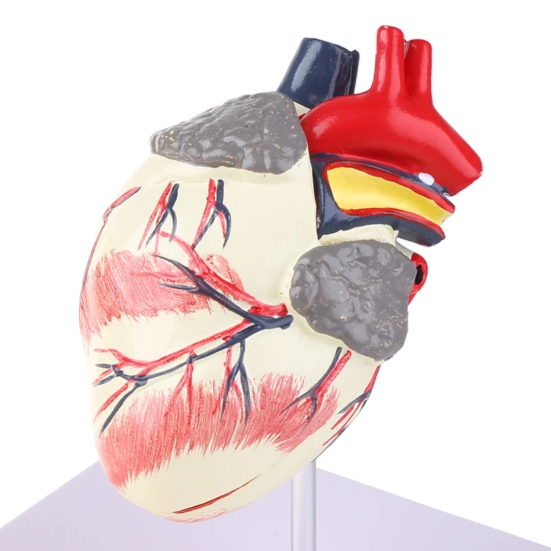 

Dog Heart Anatomy Model Canine Pet Animal Organ Study Teaching Aid Education
