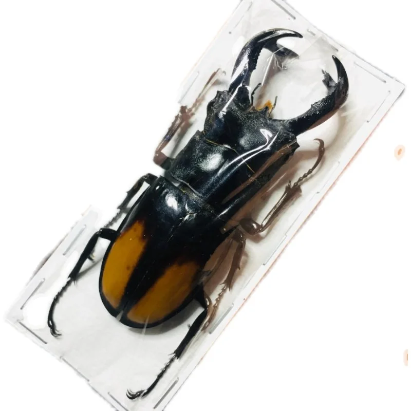 

Orange dorsal fork angle spade type specimen hexarthrius parryi spade beetle ghost brilliant step beetle insect collection