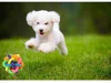 Colorful Bell Woven Toy Popular Dog Bite Resistant  Rubber Pet Chewing Playing Fetching Nice Ball Products 6