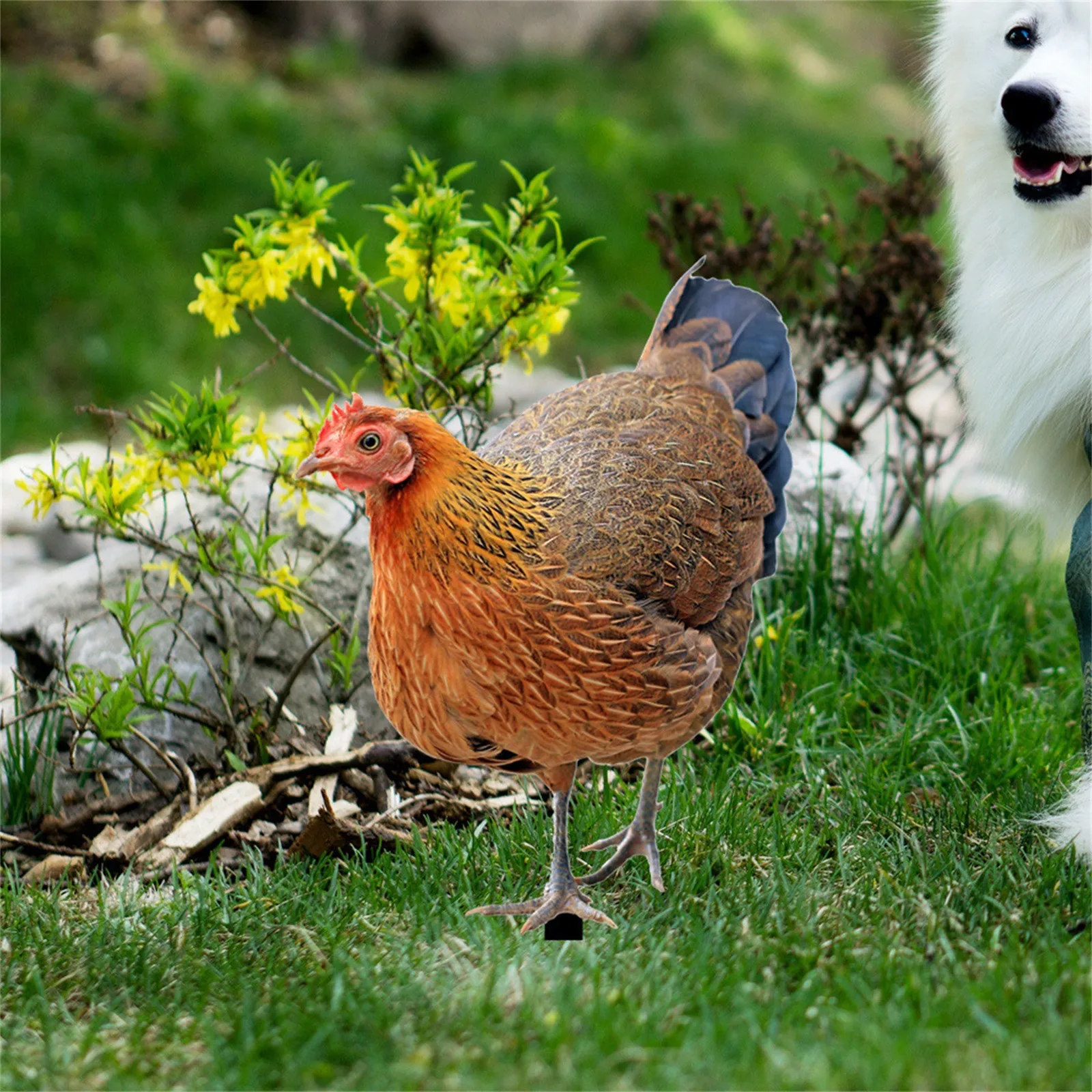 2PCS Chicken Ornaments Yard Art Decor Backyard Acrylic Rooster Animals Stakes Animals Sculptures Garden Decoration garden art decor animal sculpture decorations