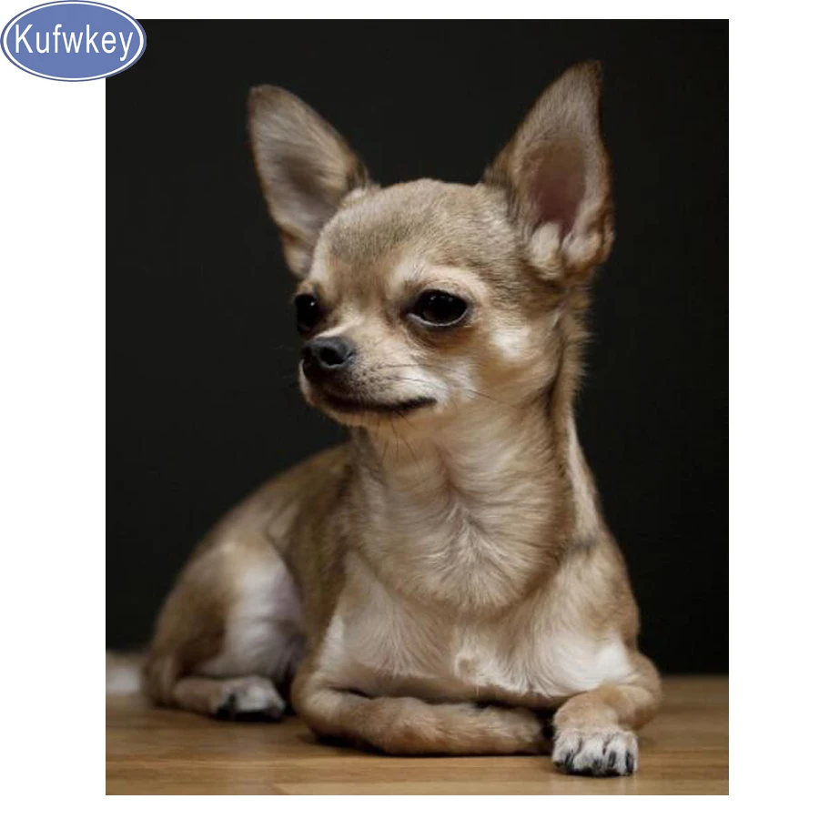 Royal Canin Chihuahua Puppy Food Good Food For Chihuahua Puppy Food Healthy  Food For Chihuahuas Royal, image size:900x900