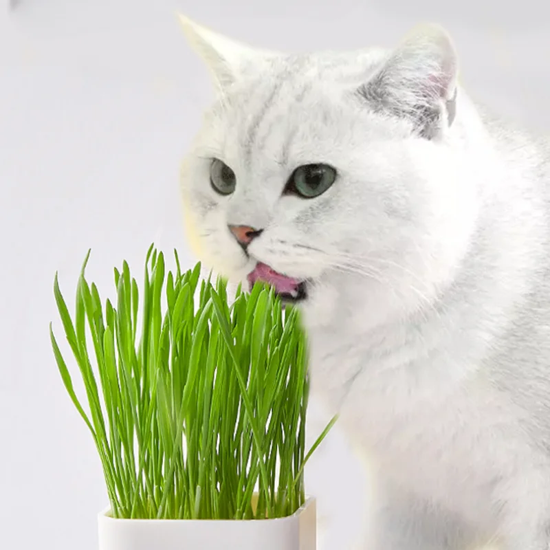 Cat Snacks Cat Grass Chicken Flavor Strips Nutritional Supplements for Kittens Strip Wet Food Mix Pet Food for Feeding cat wet food