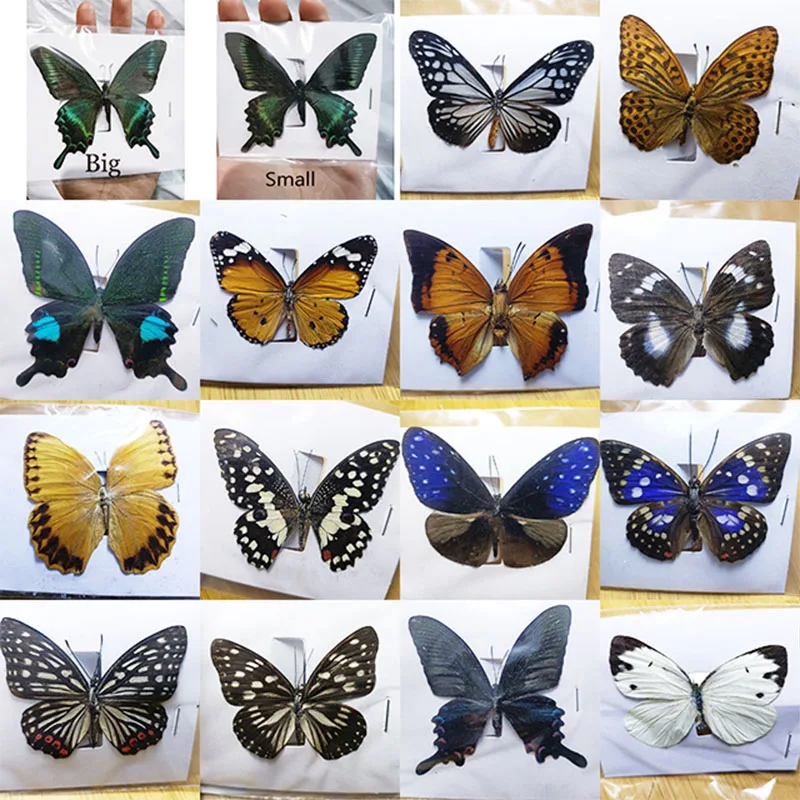 Butterfly insect specimens 38 real for living room home decoration collection art