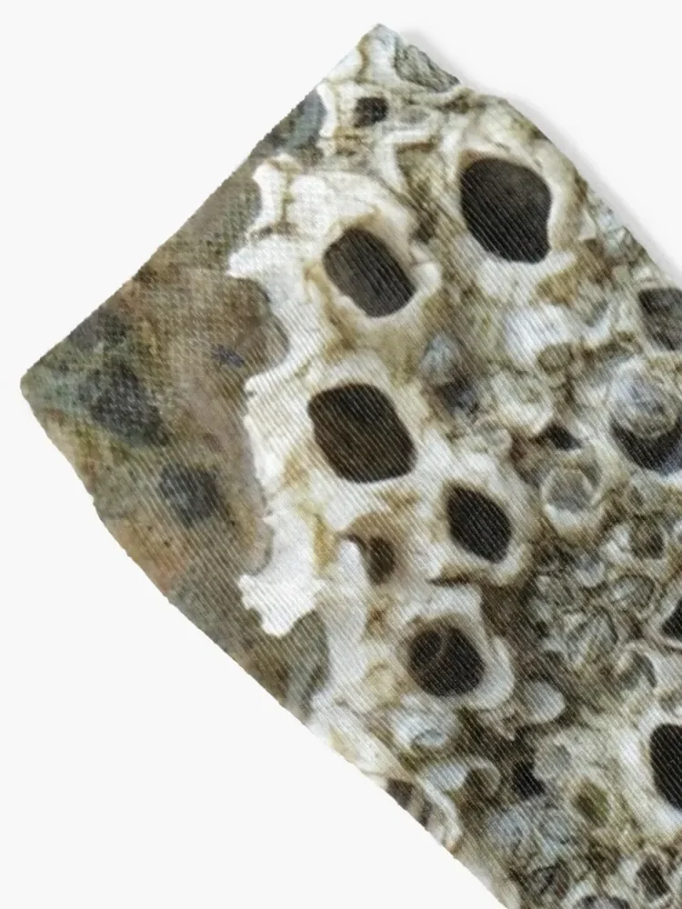  Barnacles 縻  Ʈ, Ÿ 縻