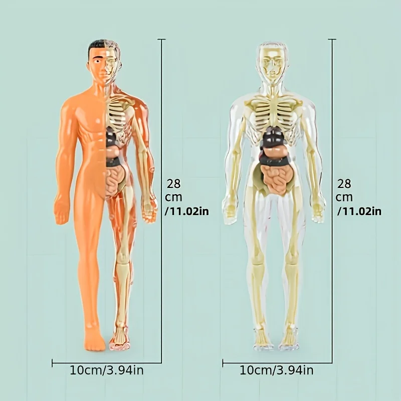 Body Learning Tools Children Cognitive Toys Human Anatomy Model Mannequin Skeleton Organ 3D Puzzle Montessori Kid Education Toys
