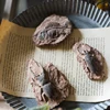 1PC Child Toy Simulated Resin Fossil Ornament Crawling Terrarium Decors Decorative Container Landscape Reptile 5