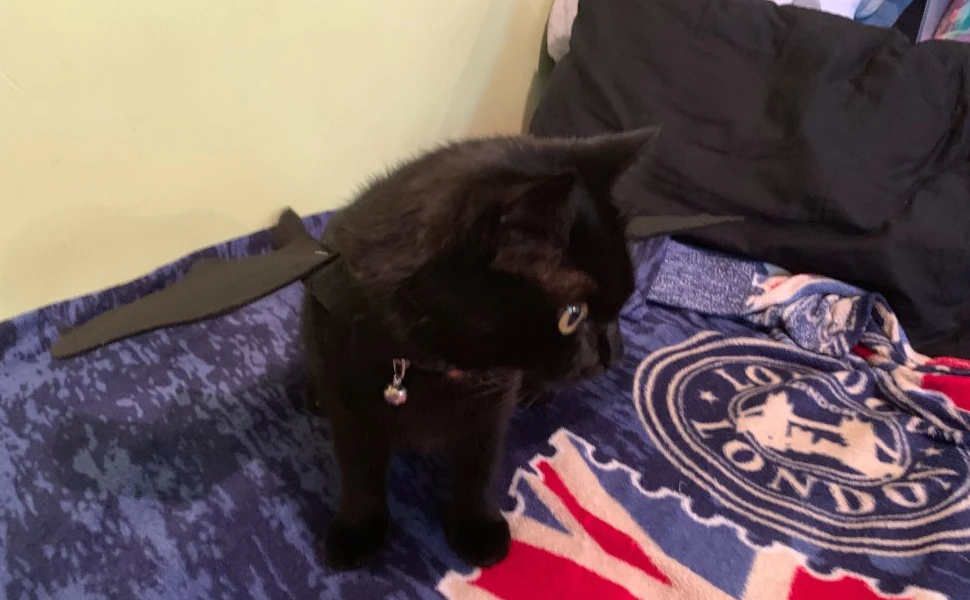 cat Halloween Costumes