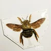 Real Insect Specimen Beetle Scarabaeidae Hornet Ants Student Observation Handicraft Collection Gift Home Decoration Taxidermy 4