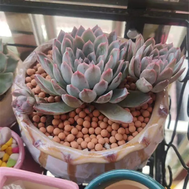 500 G Hidroponikus Növény Dekoratív Színes Ceramsite Kerámia Tabletta Zamatos Növényi Párnák - Image 3