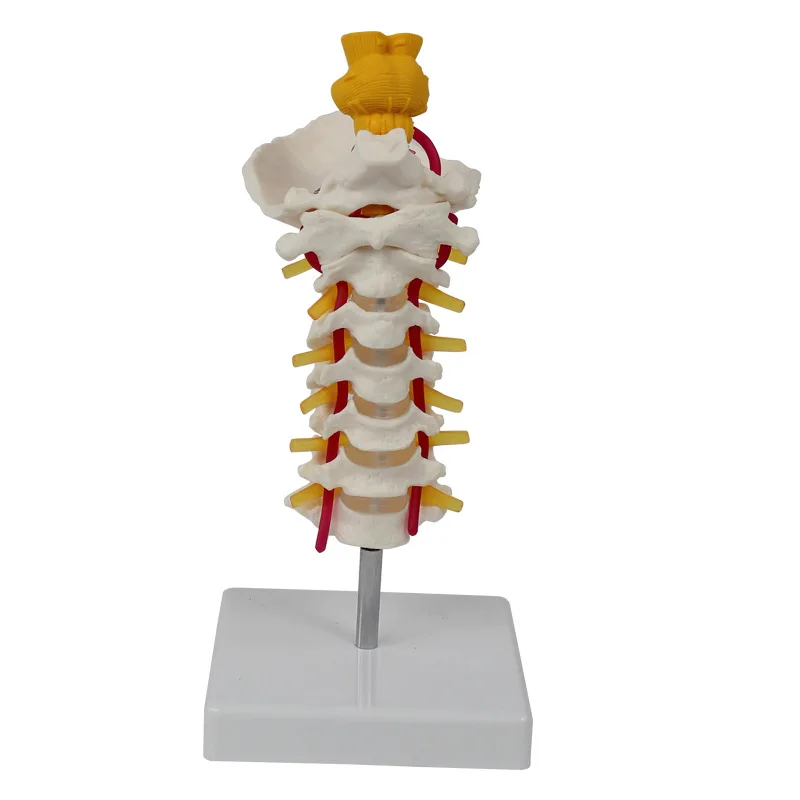 

Medical Skeleton Model 7 Cervical Spine Brainstem Model Brain Anatomy Medical Tools