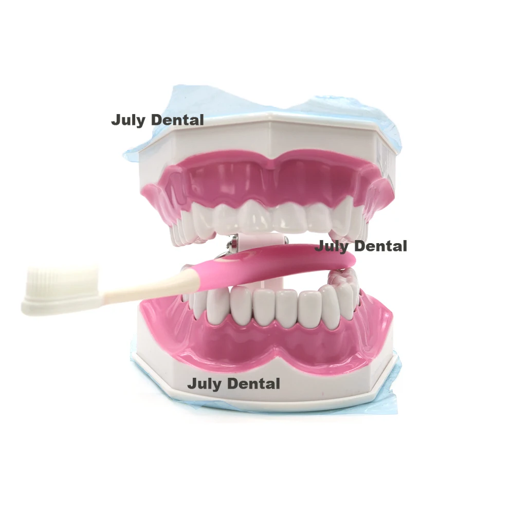 

Dental Teaching Education Typodont Adult Model Large Removable Teeth Toothbrush