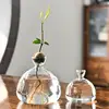 Avocado Tree Growing Kit Elegant Tree Growing Vase Stylish Glass Plant Pot Unique Glass Vases Clear Versatile Design For Indoor 3