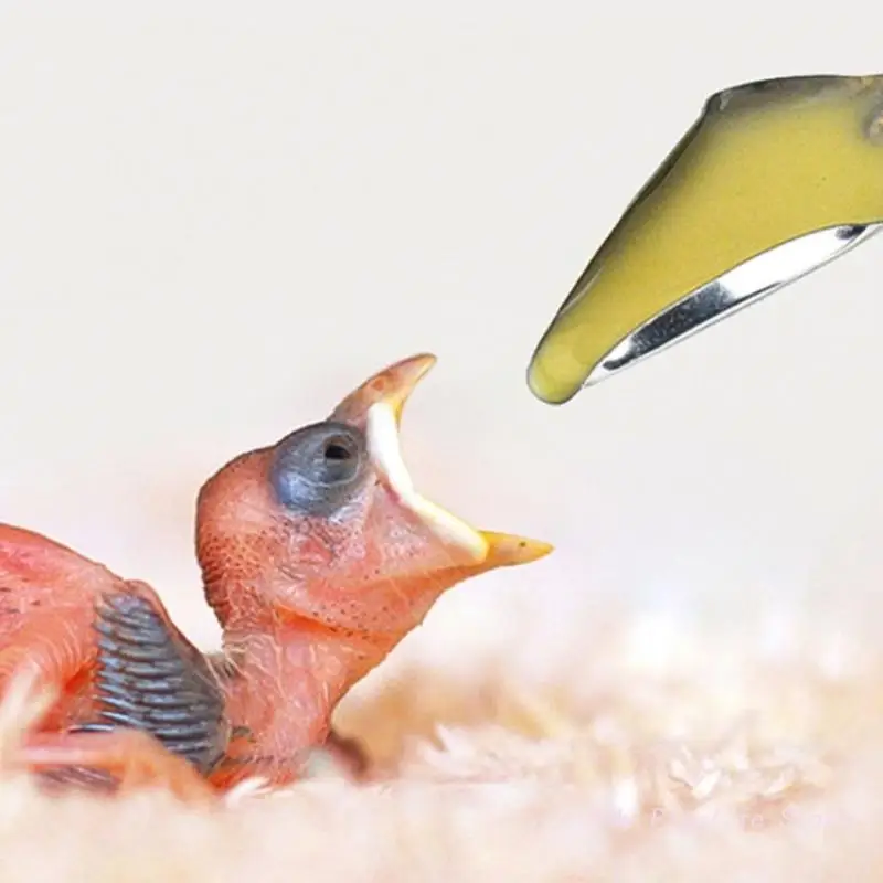 10pcs Baby Bird Feeding Spoons Parrots Feeder Spoons Stainless Steel Hand Feeding for Lovebirds Budgies Cockatiel bird feeder parrot feeder