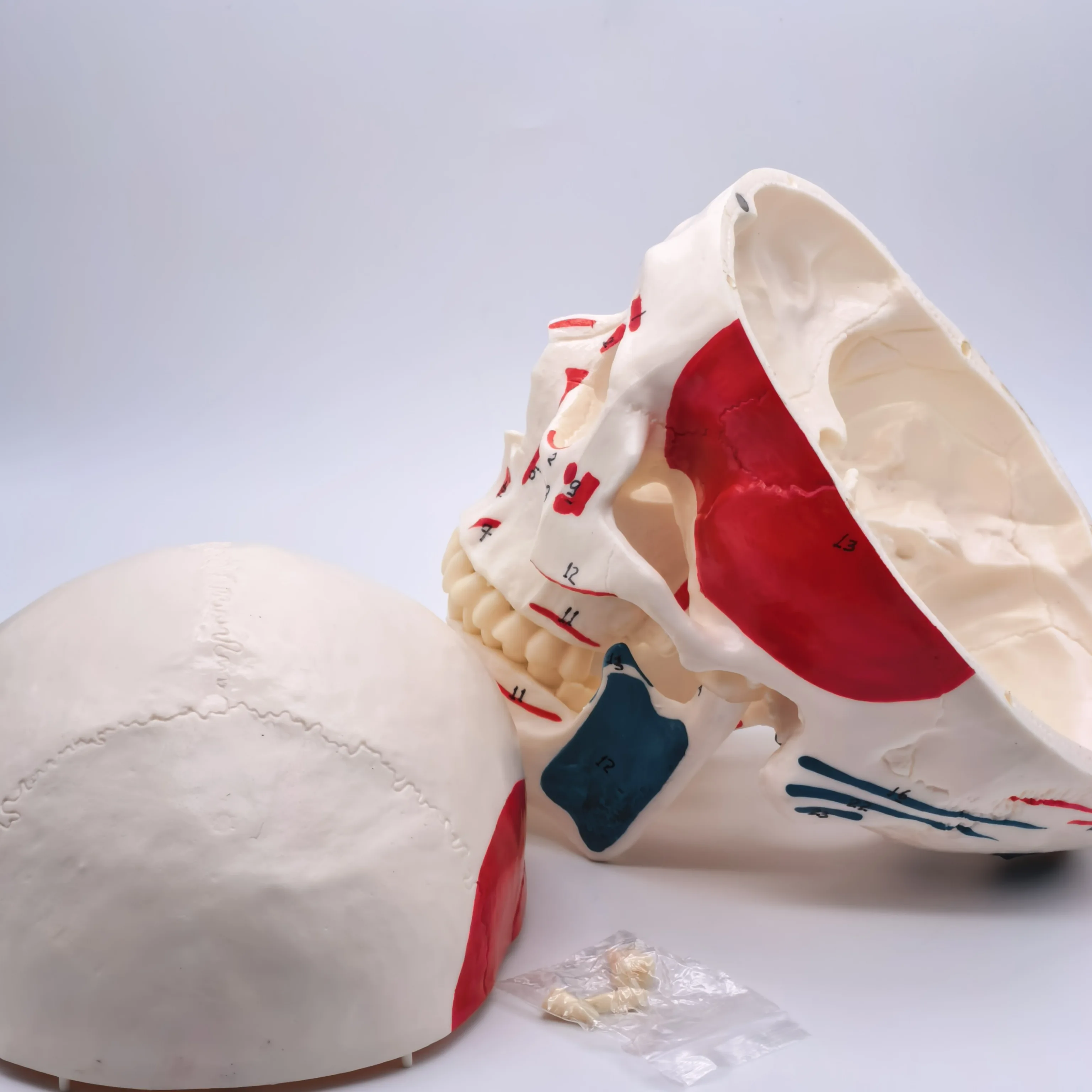 Human Skull Anatomy Model 3