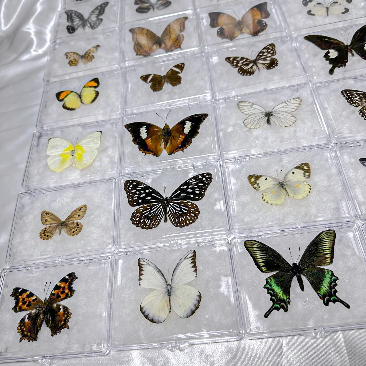 5pcs/10pcs Butterfly Specimen Birthday Gift Home Decoration Acrylic box Take Out Insect Sample Collection DIY 3