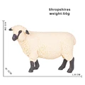 Shropshires