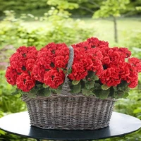 Kunstige begonier