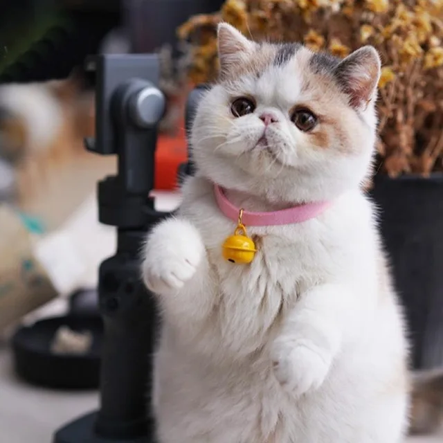 2025 New Classic Pet Bell Cat Collar Cat Neck Jewelry Bell Pet Collar With Safety Clip Easy To Take Off The Classic Pet Design 4