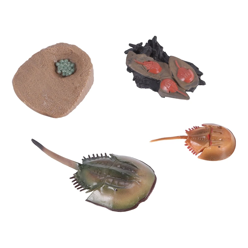 

FBIL-Simulation Horseshoe Crabs Growth Cycle Model,Insect Life Cycle Action Figures Model Life Cognition Model Ornaments