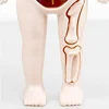 14-Piece Set Children's Science and Education Human Body Organ Model Assembled Early Education Toys 3