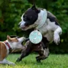CP037--pet dog adjustable rivet collar,  anti-bite neck protect collar used of durable PU leather and rust resistant metal rivet 3