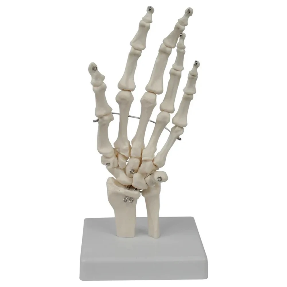 

1 Pcs Medical teaching equipment Hand bone joint model Human bone model Medical teaching explanation Department equipment