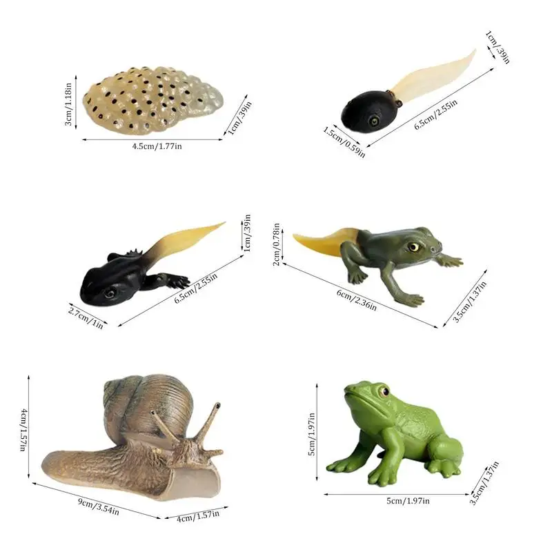 Animal Life Cycle Toys Frog And Snail Life Cycle Kit 8PCS Biological Model Farm Animal Growth Model Figure Science Toys For Kids images - 6