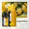Osmanthus