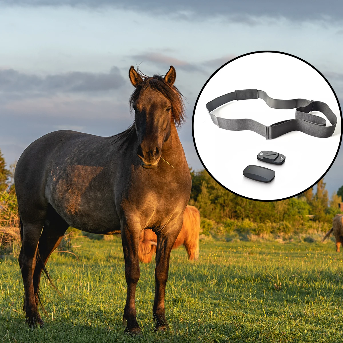 FITCENTHorseHeartRateMonitorTrackerMonitoringHeartRateHorse