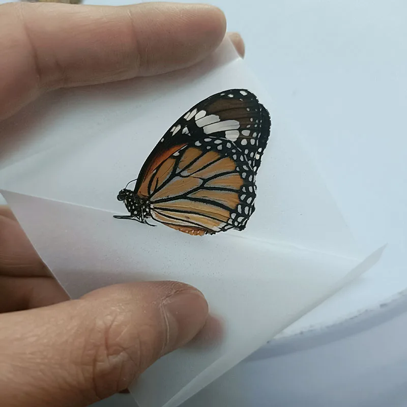 本物の蝶の標本、昆虫、姿勢全体ではなく、翼を広げ、オリジナル