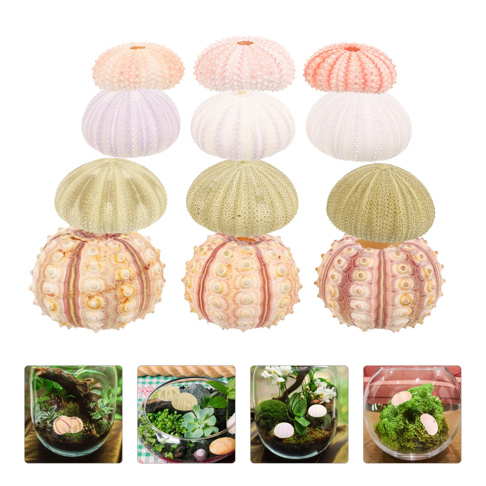 

Natural Shell Conch Sea Urchin Air Plant Pot Holder DIY Ornaments Fish Tank Decors Succulent Display Container