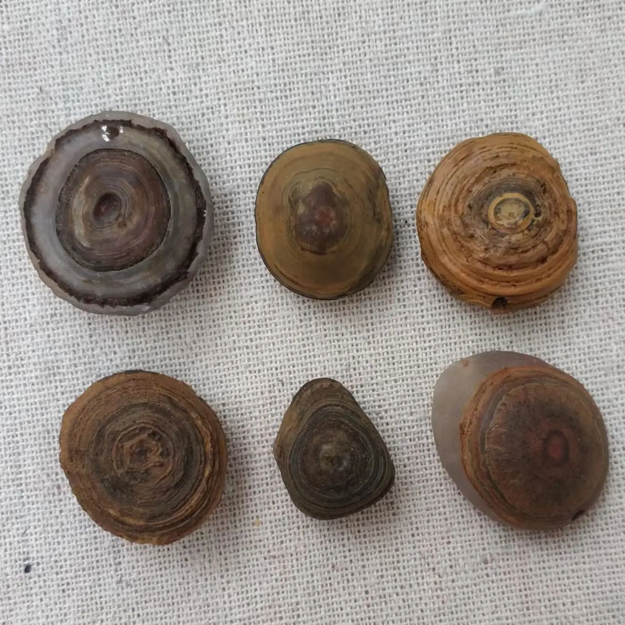 

6pcs/lot natural selection special single eye rough stone nine eye stone shale meng Dzi bead khaki irregular shape wholesale diy