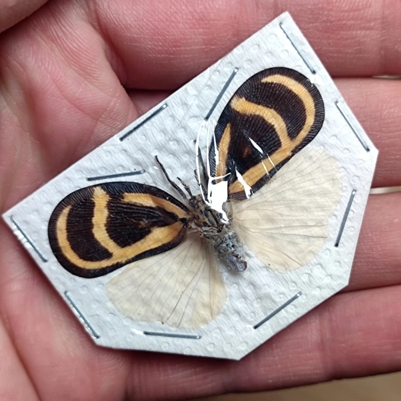 

Женский образец, Цикада, эбонфана, статуи для домашнего декора, для коллекционной выставки