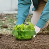 Plants Snail Protection Rings Vegetable Green Planter Flower Pot Pest Control Trapper Repel Snails Garden Protects Animal Tool 6