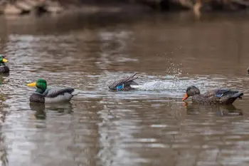 Water Motion Duck Hunting Decoys, Lucky Agitator 4
