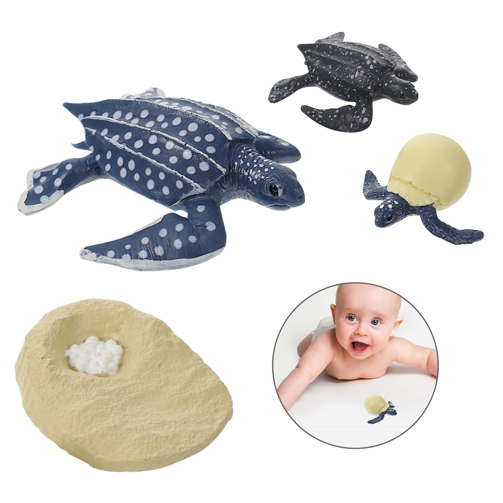 

Miniatures Turtle Life Cycle A Turtle Eggs to Turtle Model Kids Learning Educational Toys for Kids Toddlers Preschool Toys