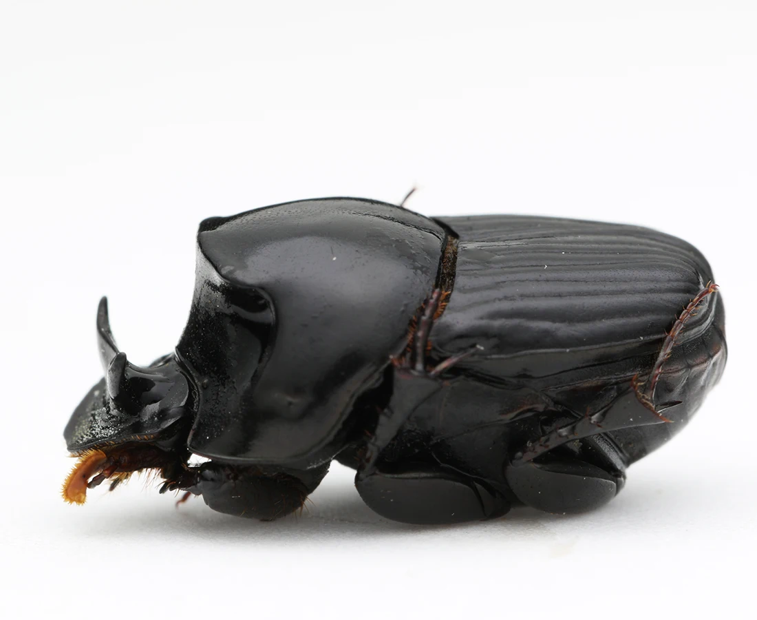 Real Dung Beetle Specimens of Dung Beetle Golden Turtle Specimens Home Decor Sculpture Modern Art Sculpture 4