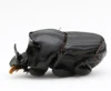 Real Dung Beetle Specimens of Dung Beetle Golden Turtle Specimens Home Decor Sculpture Modern Art Sculpture 4