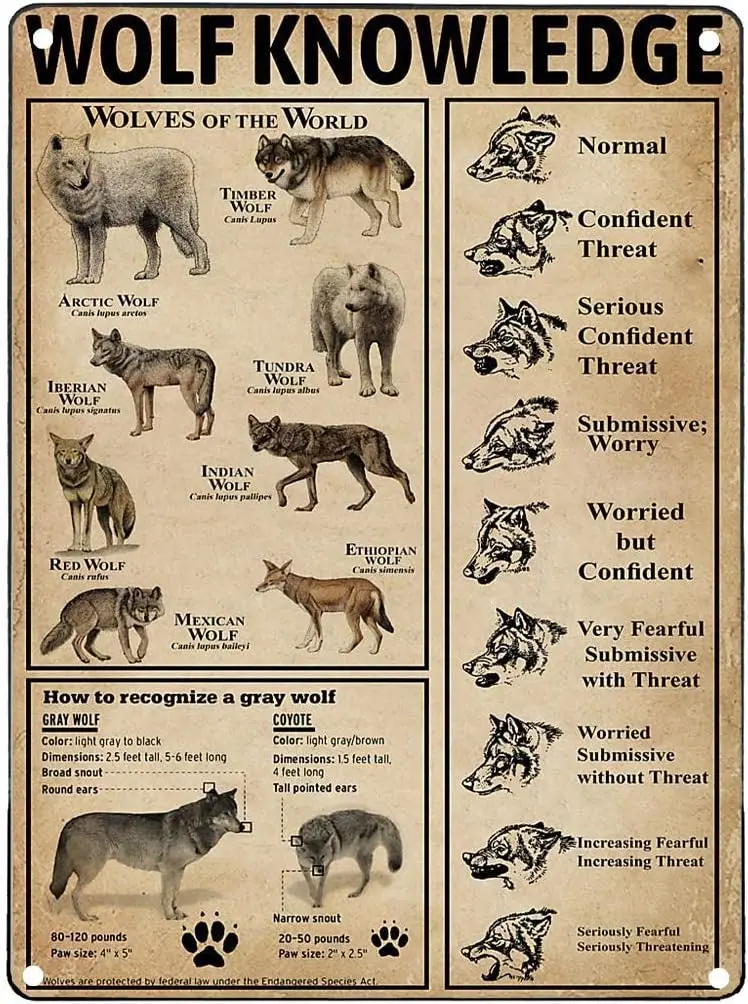 

Vintage Metal Tin Sign Wolf Knowledge Retro Tin Poster Plaque for Infographic Wall Funny Club Home Kitchen Bedroom Wall Plaque