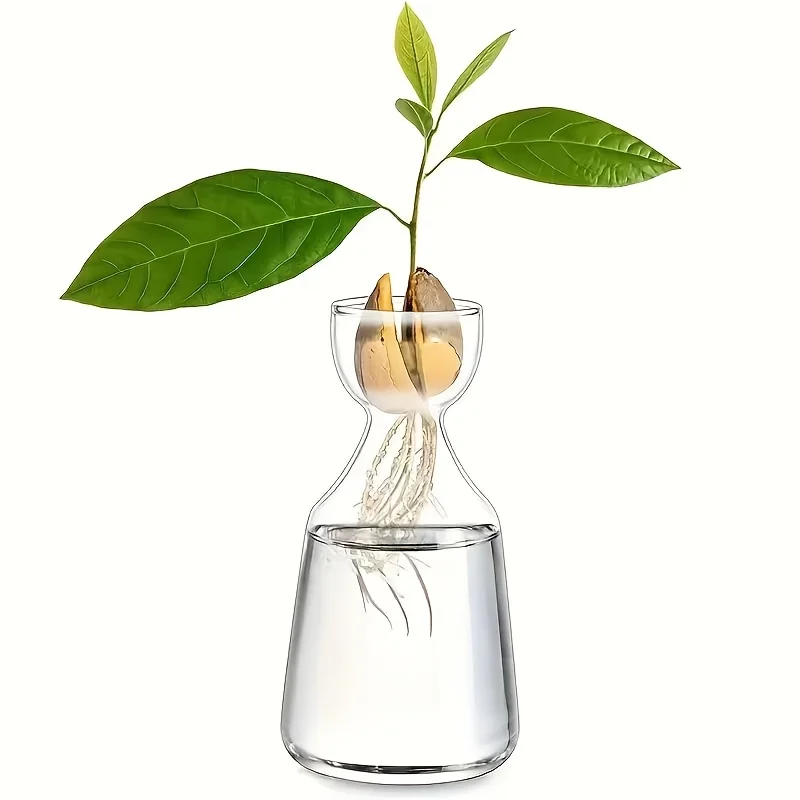 Avocado Seed Starter Glass Planter - Unique Hydroponic Gift for Gardening Enthusiasts